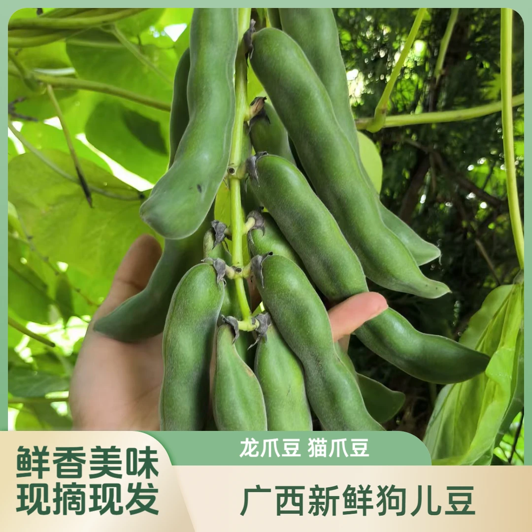广西狗儿豆正宗农家新鲜蔬菜龙爪豆猫爪豆猫儿豆狗仔豆当天现摘