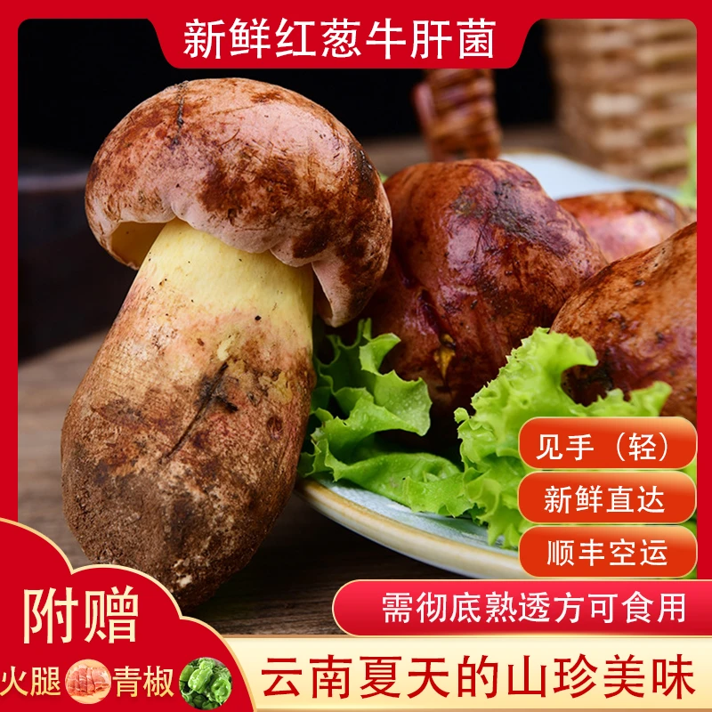 新鲜见手青红葱牛肝菌精选美味食用蘑菇山珍食材冷链包邮菌子250g