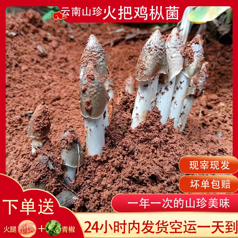 新鲜鸡枞云南野生火把鸡枞荔枝菌谷推鸡枞菌子自然山珍食材250g