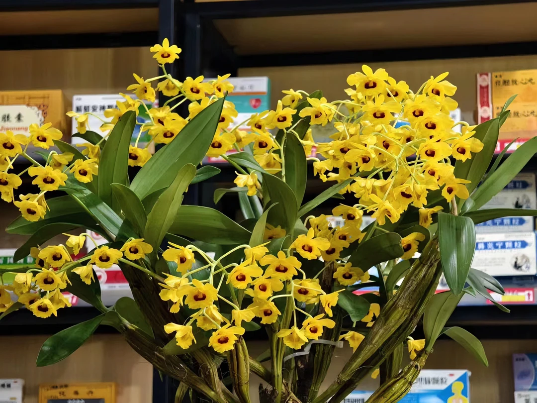 云南高山石斛兰鼓槌石斛