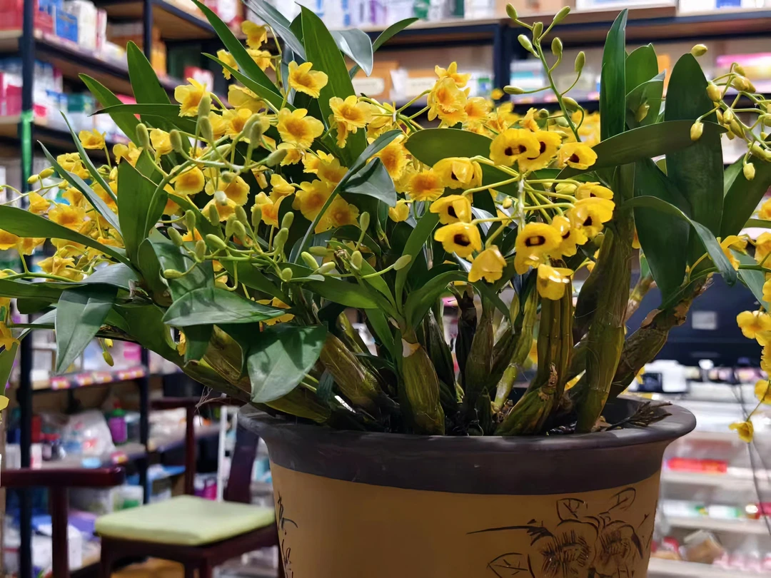 云南高山石斛兰鼓槌石斛