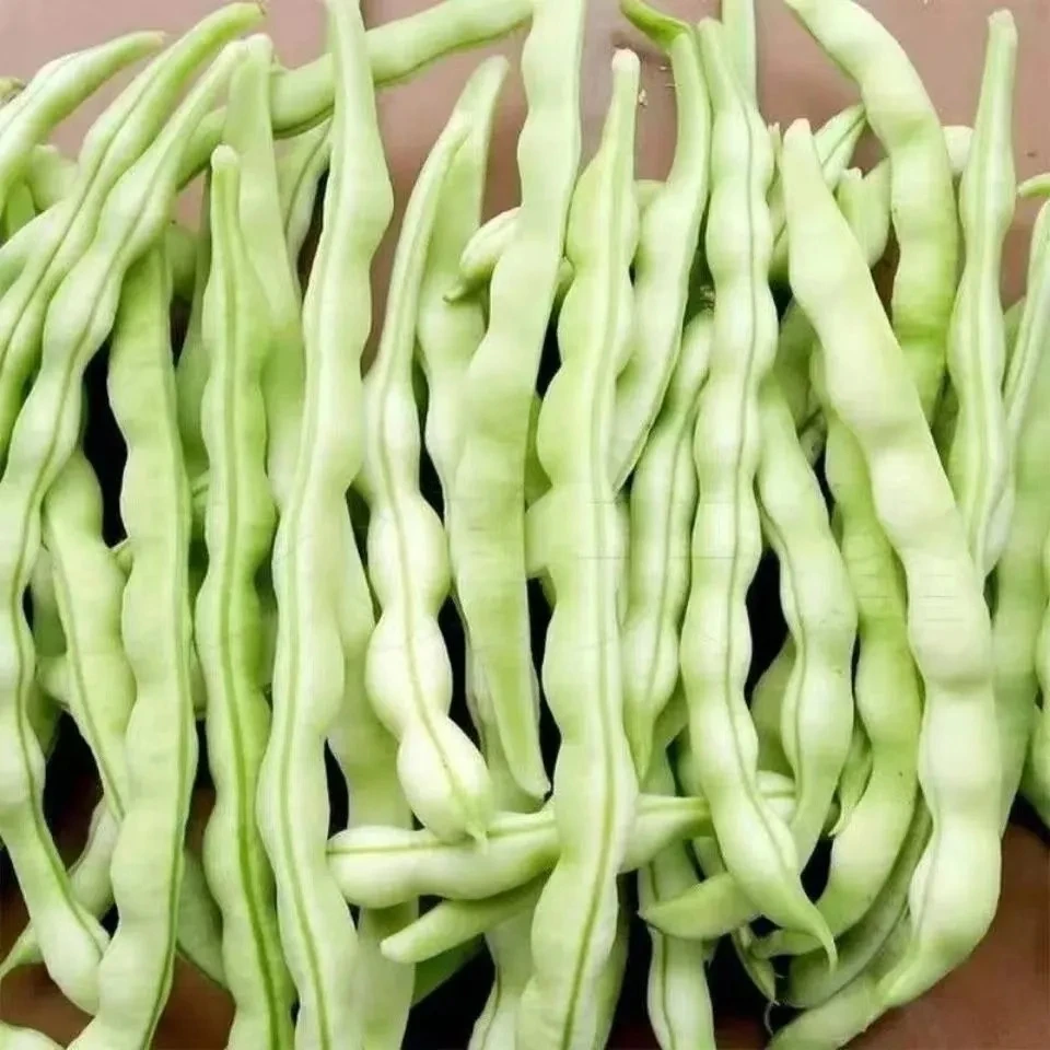 鲜嫩肉厚云南高原白芸豆白不老新鲜现摘现发营养健康3斤5斤包邮