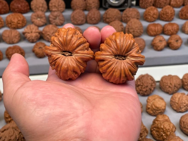 华坤龙核桃老树精品配对