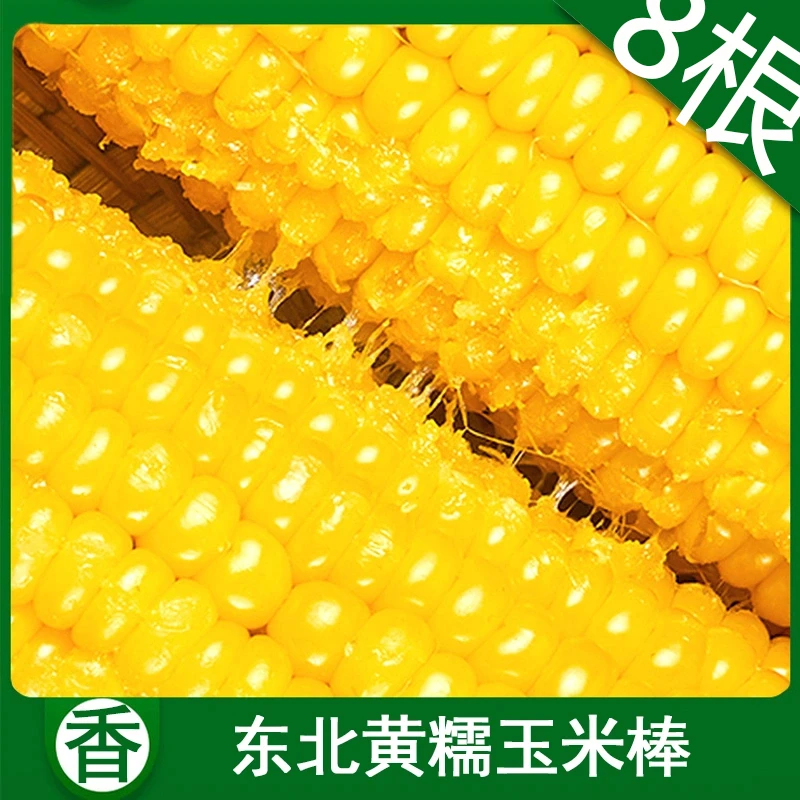 （拍8根送二）黄糯玉米整箱 新鲜采摘真空包装香甜软糯黏苞米早餐
