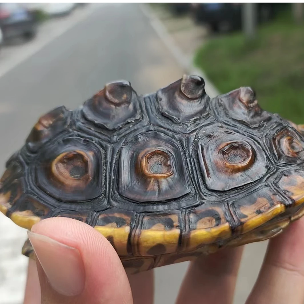 精品龟壳手把件 一物一拍