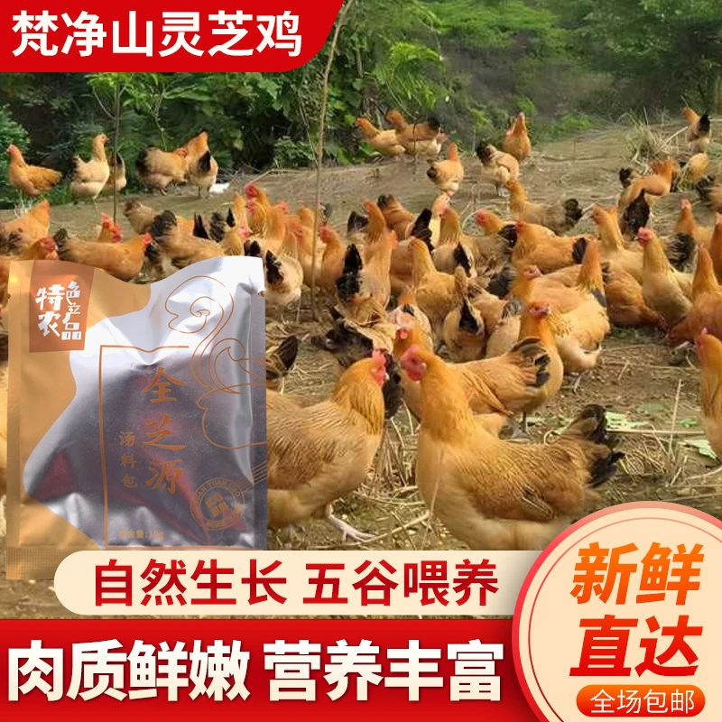 【京东包邮】贵州梵净山·灵芝鸡新鲜现杀低温母鸡养殖健康袋装营养