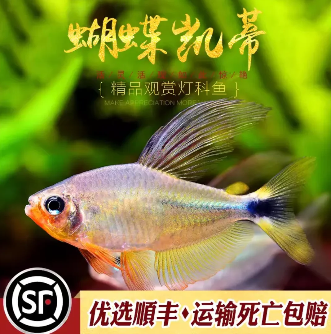蝴蝶凯蒂灯鱼 红尾蝴蝶凯蒂 性格温顺 可混养群游鱼 进口灯科鱼