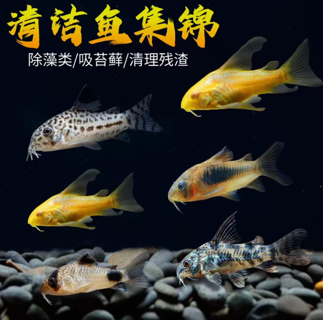 低层鱼清洁鱼委内瑞拉青鼠鱼三间鼠茉莉金线金翅珍珠白鼠