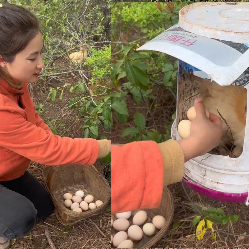 (红都土味)丹丹农场新鲜现捡现发散养土鸡蛋正宗农村野外本地柴笨