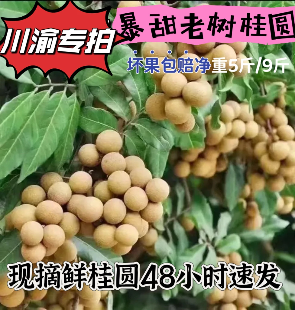 【川渝专拍】正宗泸州桂圆每天采摘冷链发货礼品盒带箱6斤/10斤
