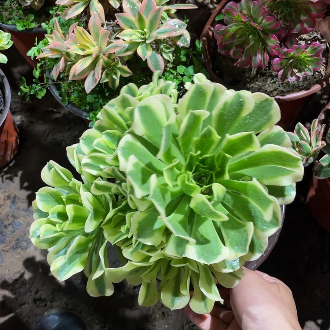 绿豆沙9.9福利多肉植物