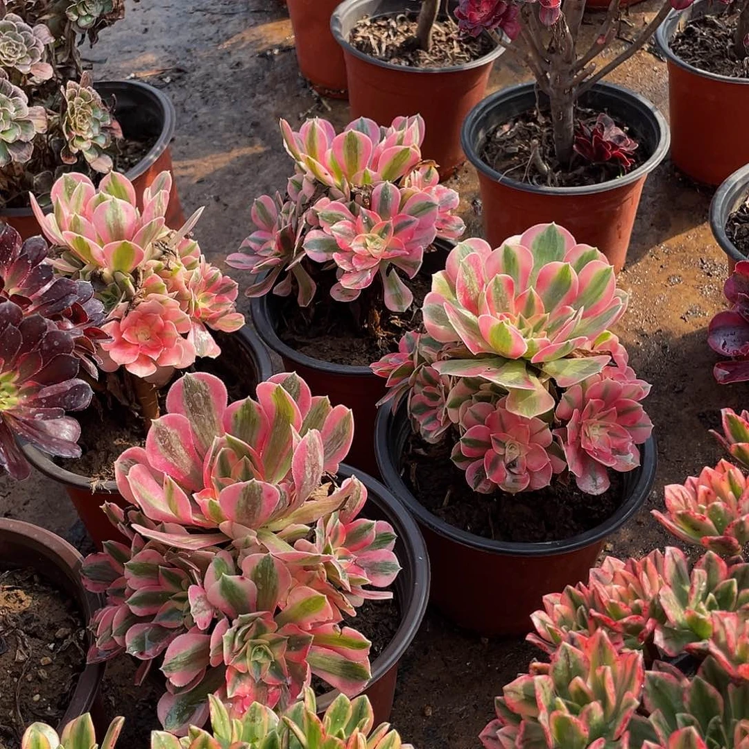 粉女巫福利9.9多肉植物