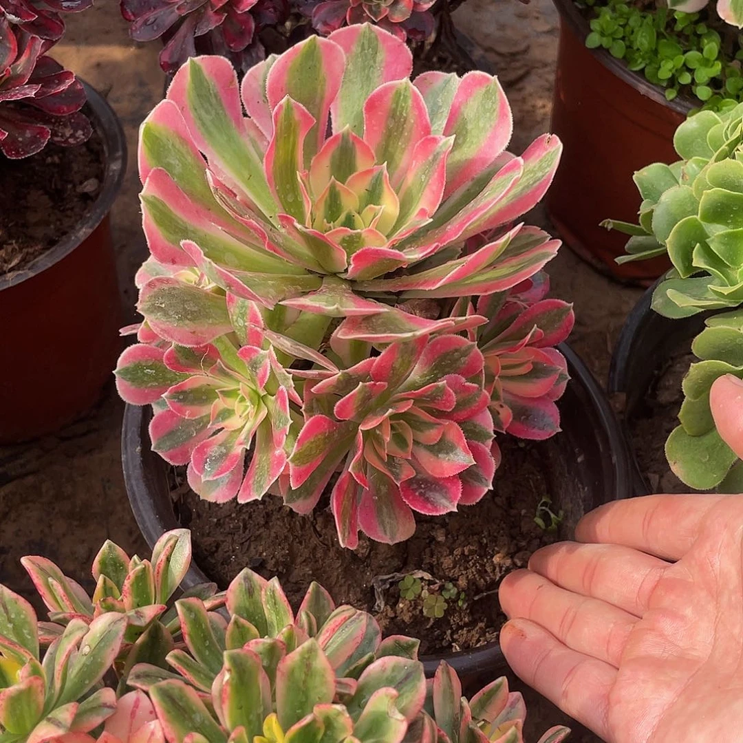 粉女巫9.9多肉植物