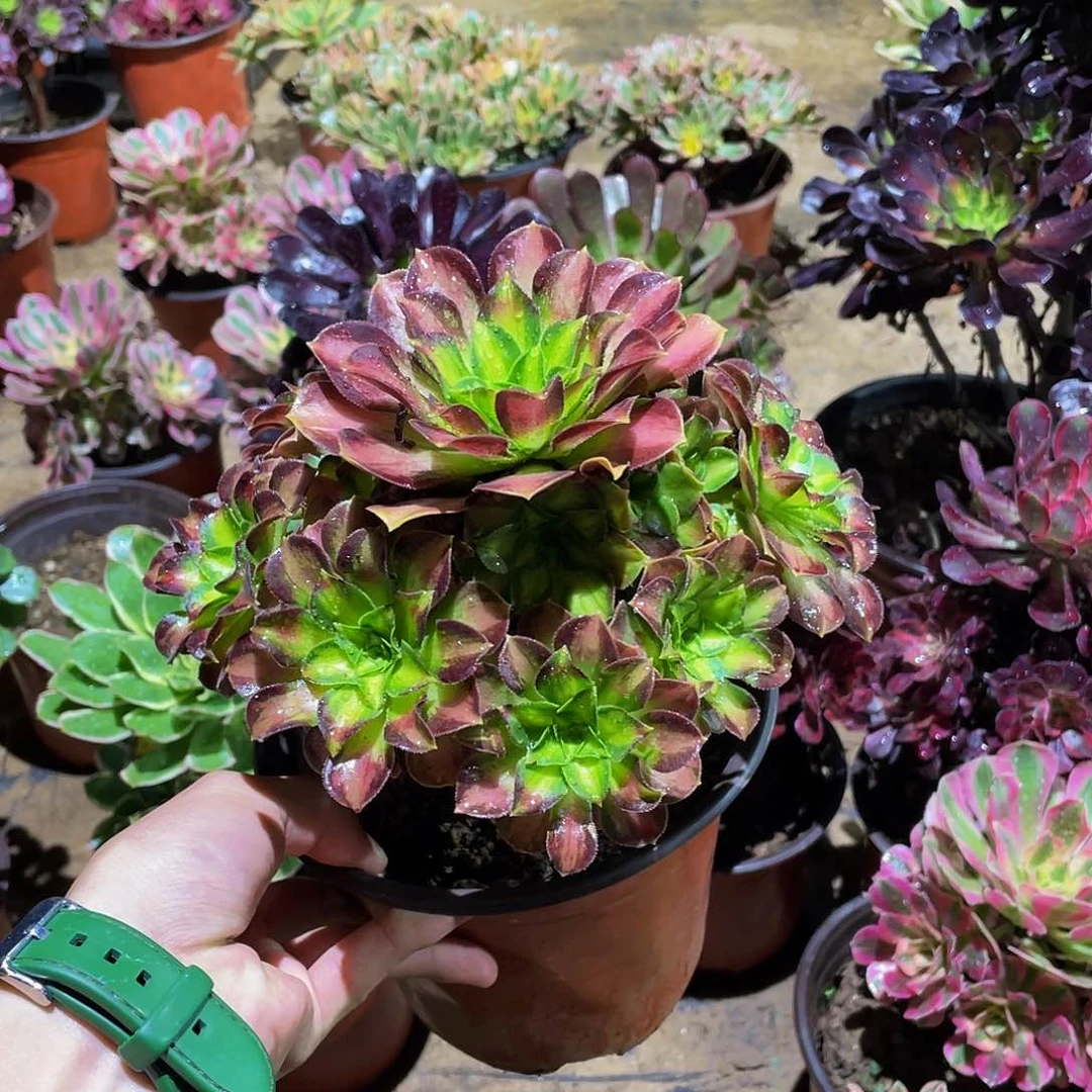 韶华吴9.9多肉植物