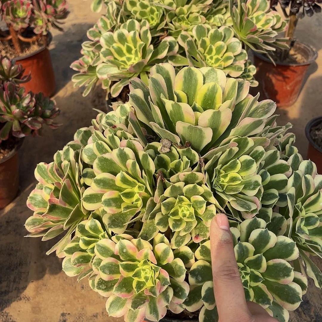 雨花石28.8法师福利