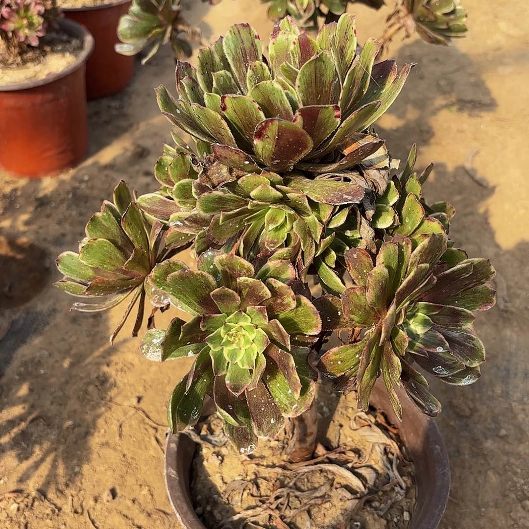 水墨画9.9请棚福利