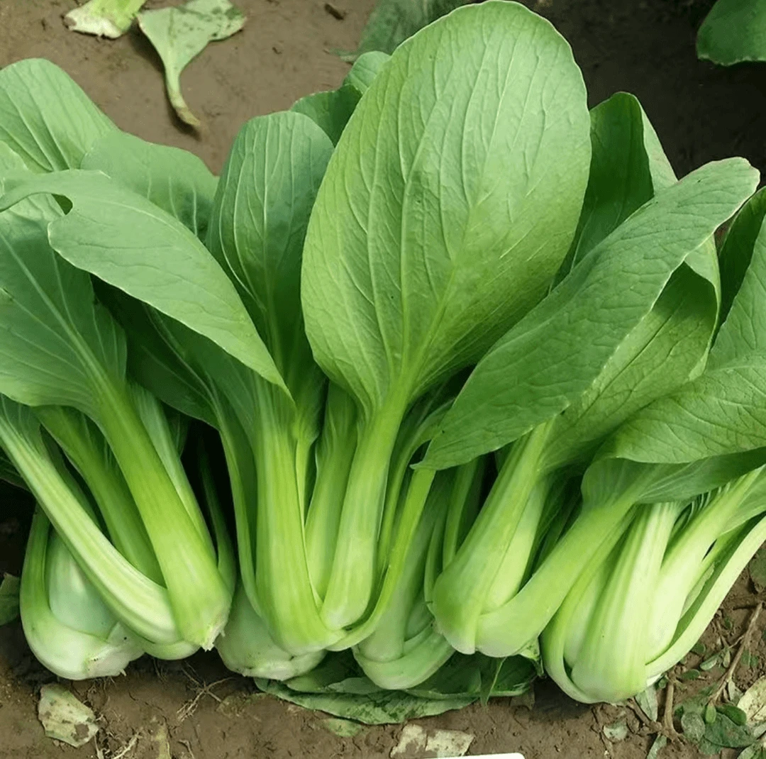【猴瘦瘦农场】两斤油菜➕一斤快菜
