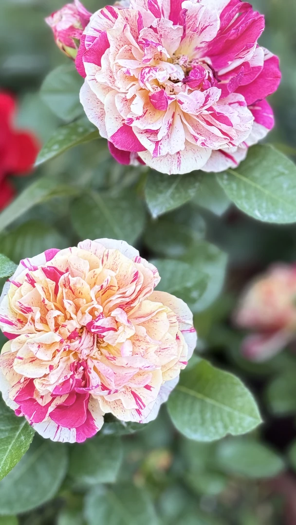 【新疆包邮】盆栽花一物一拍