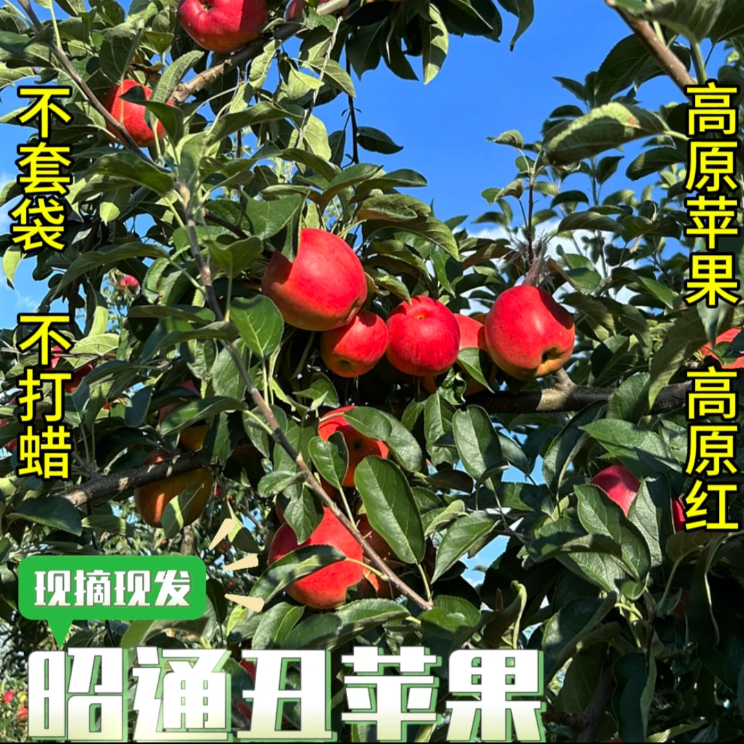 云南昭通高原丑苹果现摘现发冰糖心红露苹果原产地发货高原红