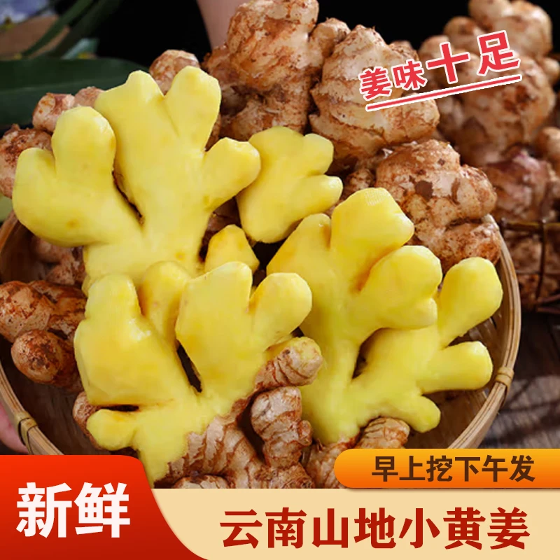 云南新鲜山地小黄姜嫩姜新鲜现挖现发1斤/5斤/9斤姜味浓郁调味
