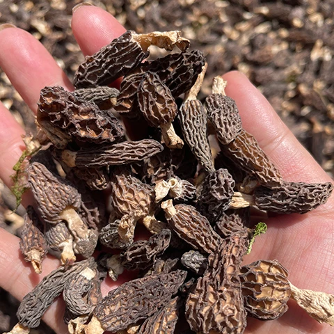 正宗高原野生羊肚菌精品罐装新鲜头茬肉厚干货菌菇煲汤食用菌炖汤