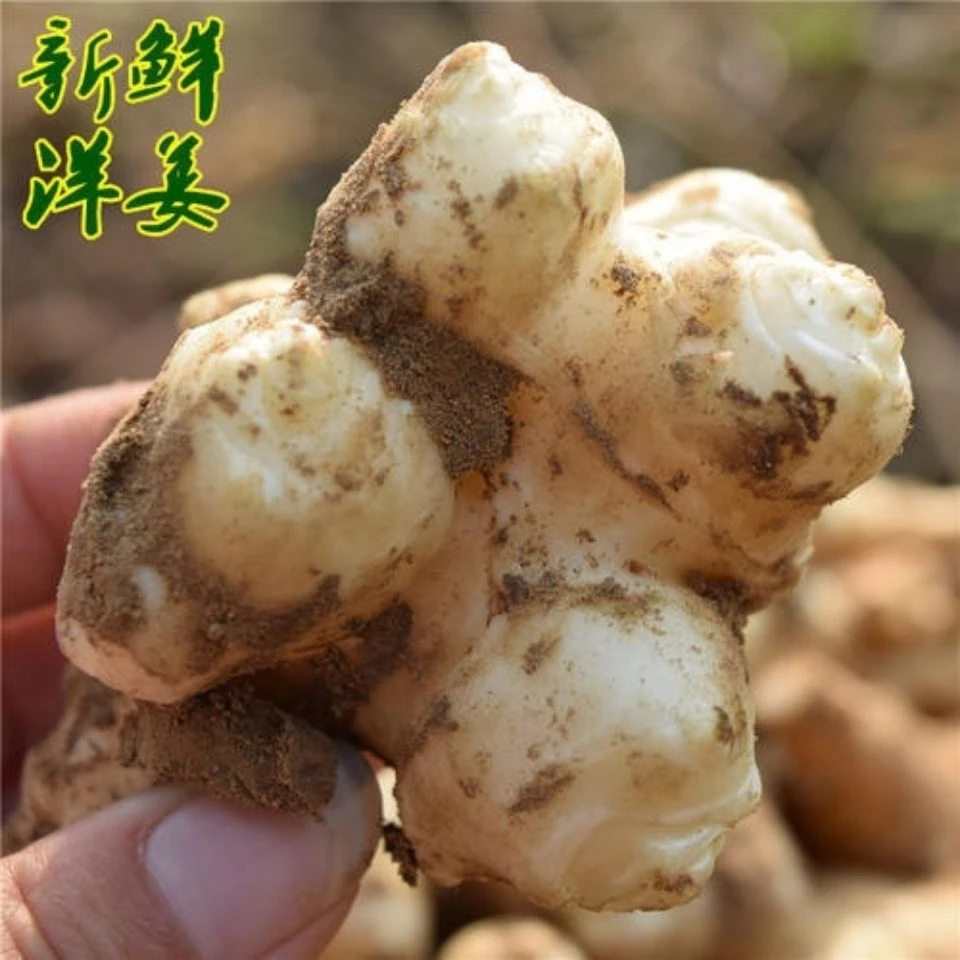 新鲜现挖洋姜鬼子姜甜姜不辣菊芋白皮1-5/斤批发泡菜腌菜酱菜。