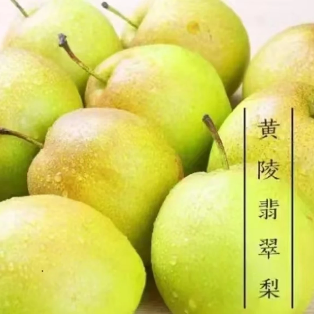 【产地直发】陕西黄陵正宗翡翠梨，脆甜多汁