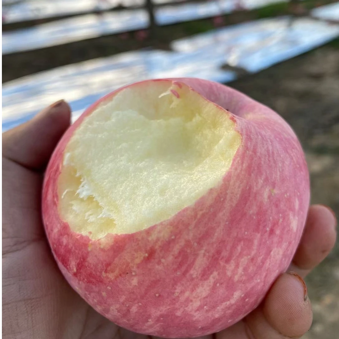 【中级微瑕疵果】陕西黄土高原晚熟红富士品尝装