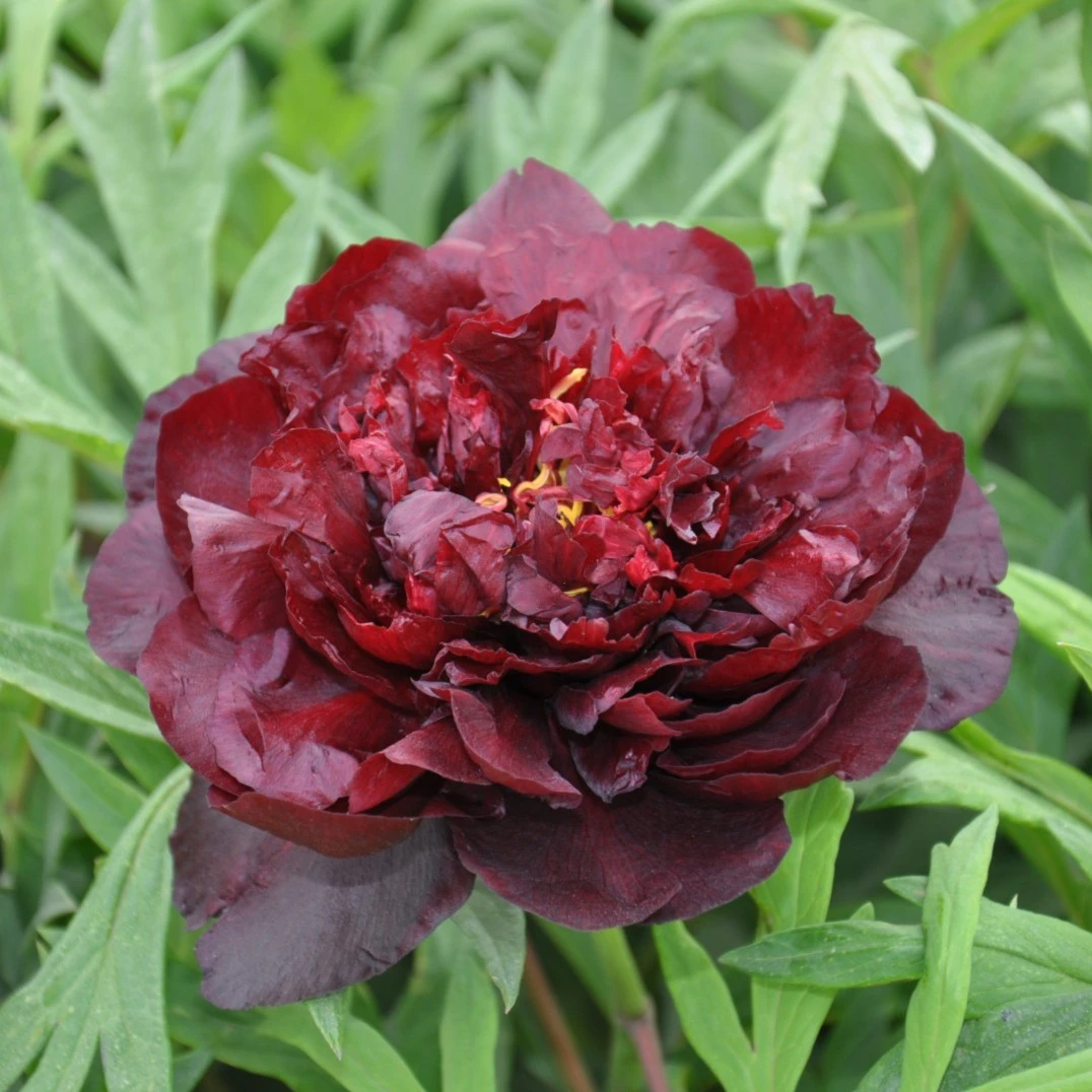 牡丹花苗 美系 黑豹