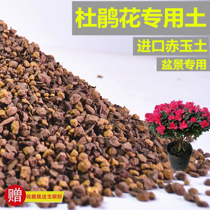 杜鹃花专用土赤玉土风化土盆景土营养土酸性土专用肥有机缓释玉肥
