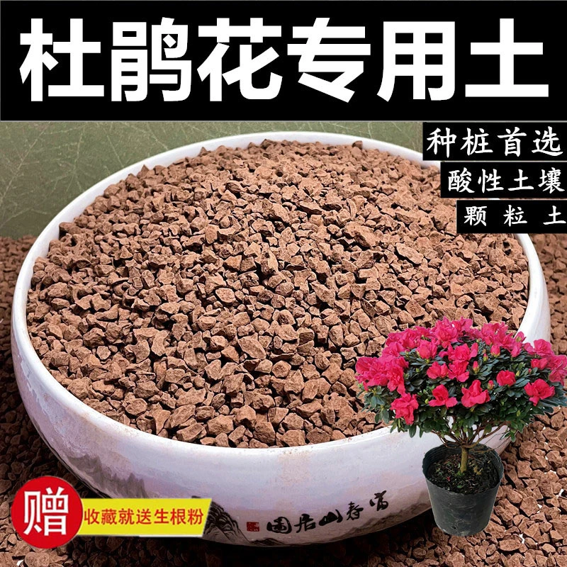 杜鹃花专用土风化土风化石盆景土颗粒土营养土红土酸土种桩赤玉土