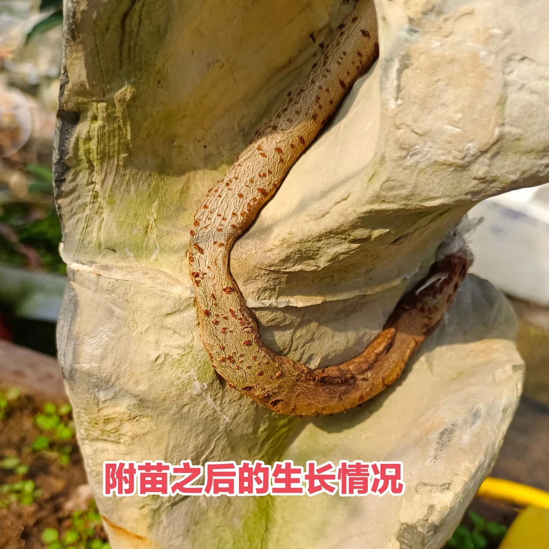 附石盆景榆树朴树三角枫澳洲杉榕树
