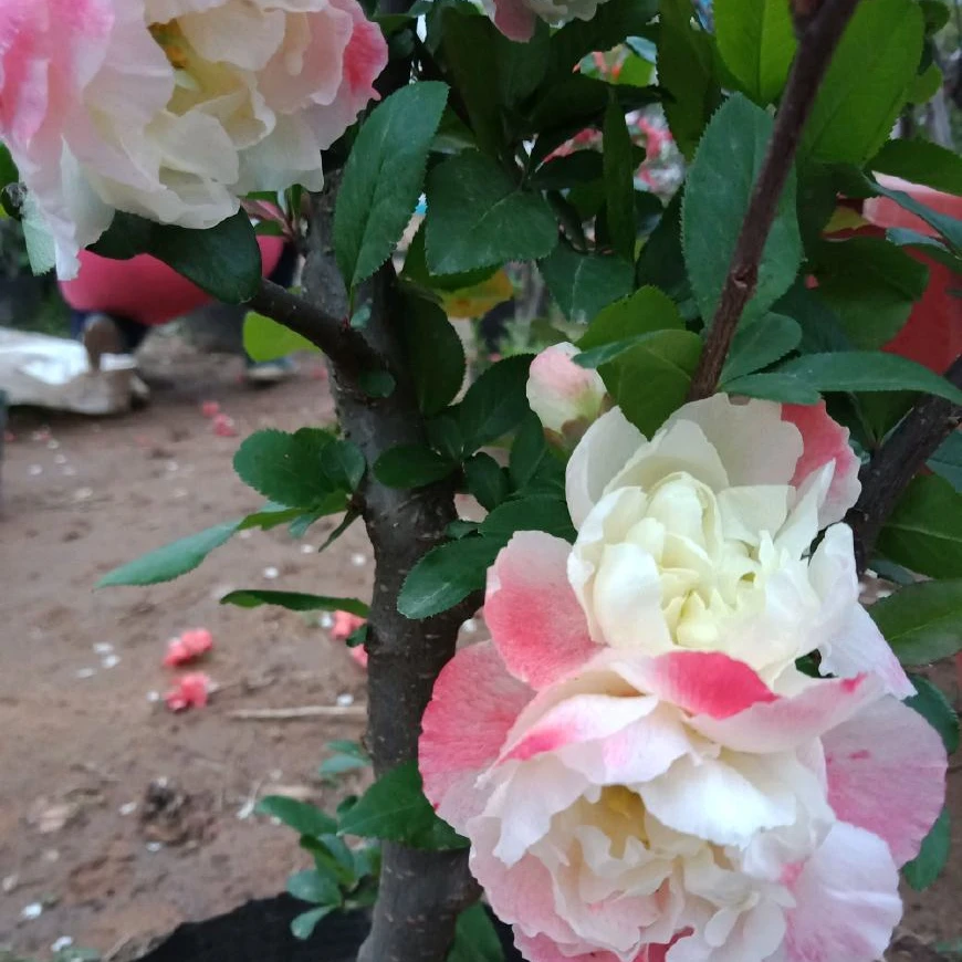 大花彩玉海棠花瓣变色 盆栽地栽 阳台庭院种植花卉 耐寒耐热