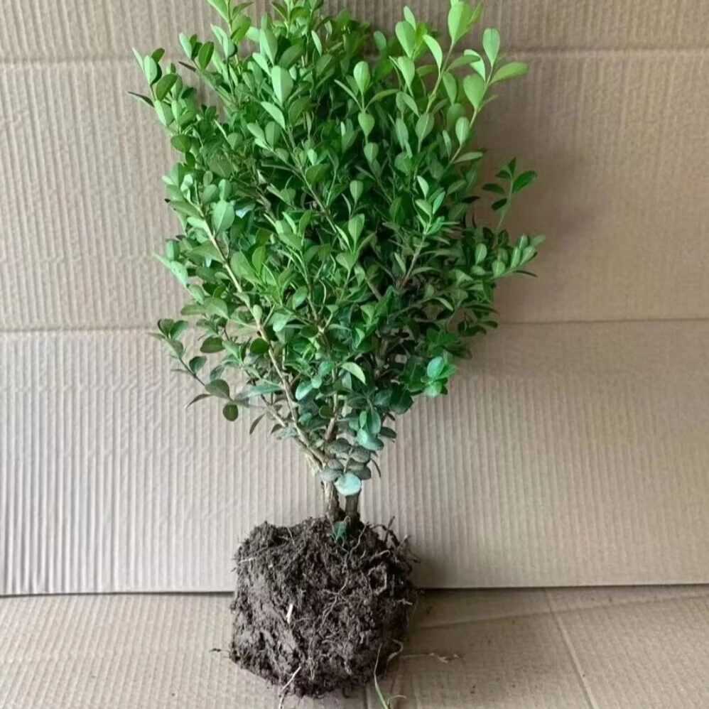 黄杨树苗小叶黄杨树庭院地栽瓜子黄杨苗雀舌黄杨盆景树桩素材独杆