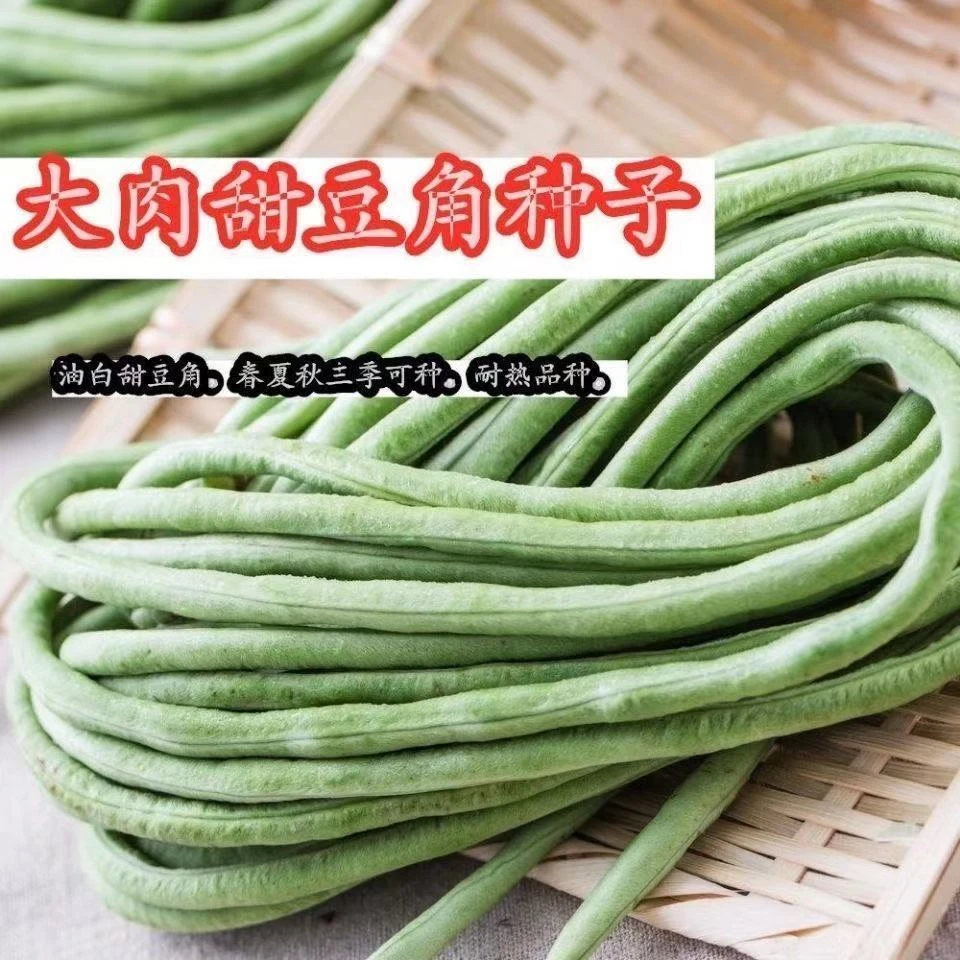 大肉糯米甜豆角种子抗热春夏秋播长豆角种子种盆栽蔬菜庭院