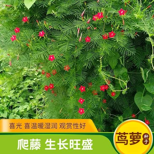 羽叶茑萝种子五星花室内盆栽室外庭院植物