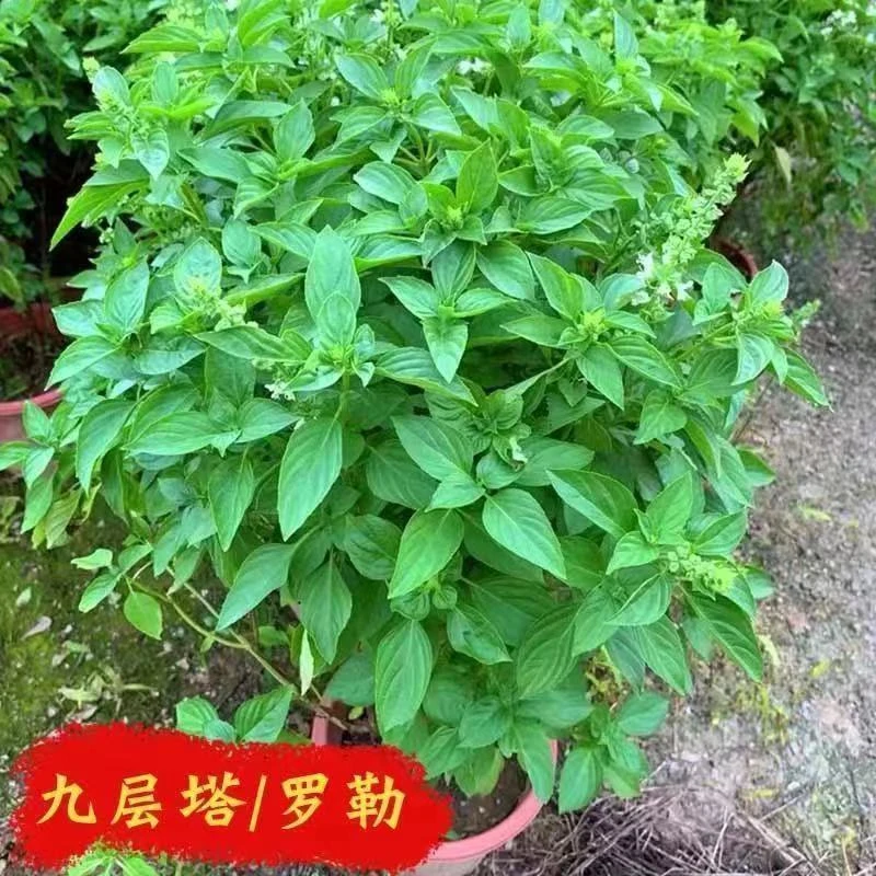 九层塔种子罗勒种籽食用香甜蔬菜种籽香草金不换阳台菜园蔬菜庭院