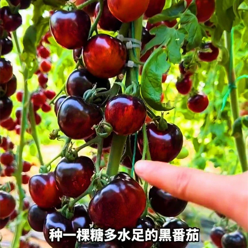 糖水黑番茄种子黑西红柿种苗种籽小番茄耐热耐寒阳台盆栽蔬菜种孑