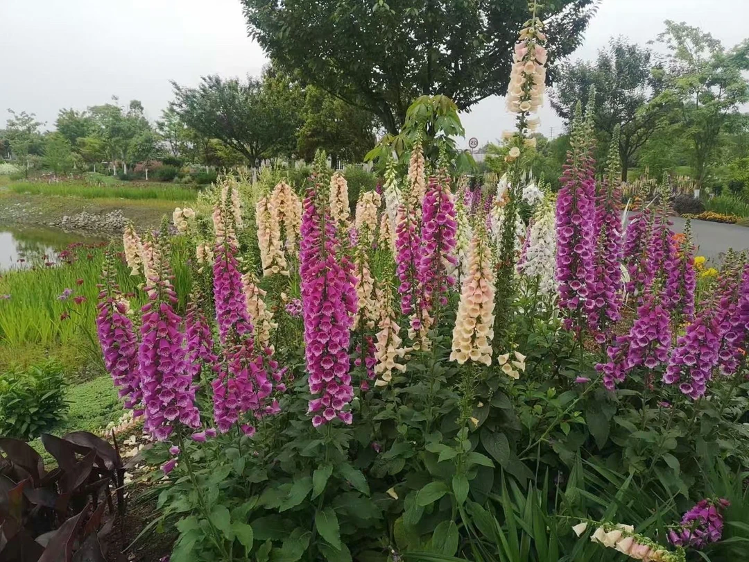 进口种苗毛地黄中苗耐寒好养花园三剑客