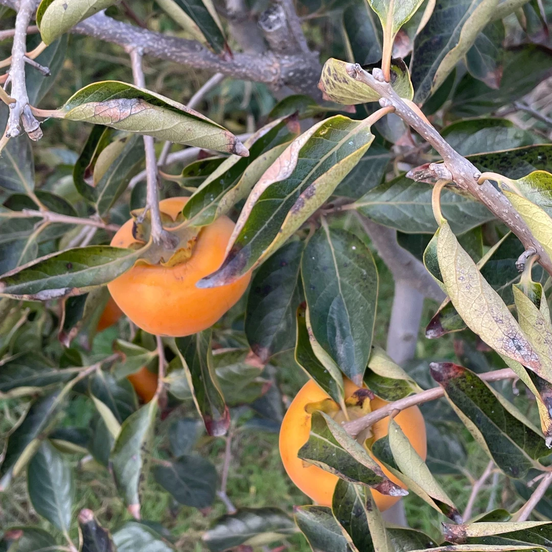 脆甜柿子树苗现摘现吃南北方均可种植