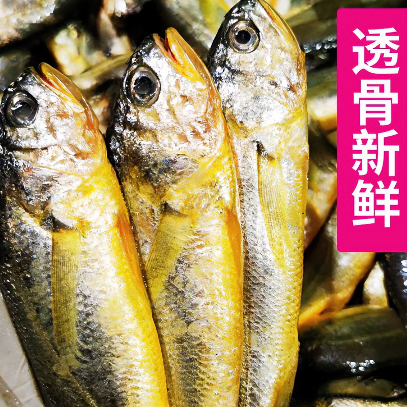 7条/斤正宗舟山野生小黄鱼东海海捕黄花鱼鲜活冷冻水产品发顺丰