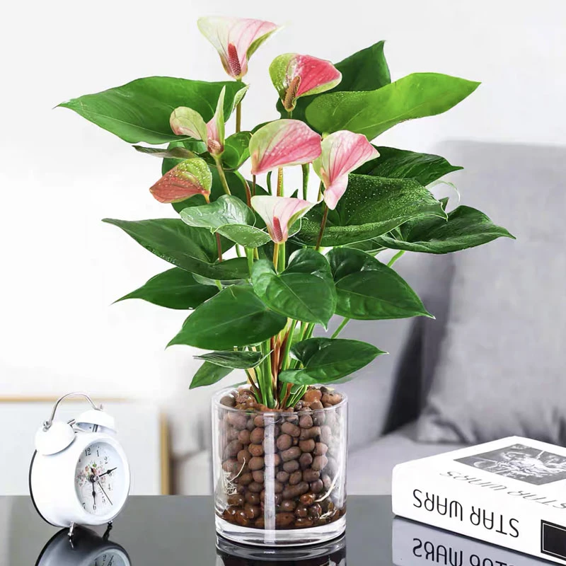 梦幻彩掌绿植防辐射除甲醛植物客厅办公室内桌面盆栽水蜜桃红唇花
