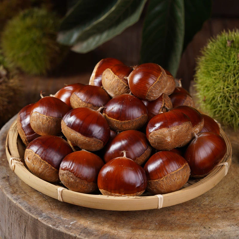 2024新鲜丹东板栗栗子板栗毛栗油栗子饱满个大 自然纯正