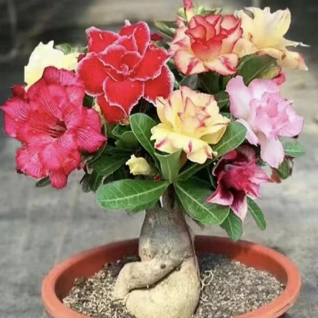 沙漠玫瑰老桩四季开花耐旱耐热好养易活室内庭院种植当年开花