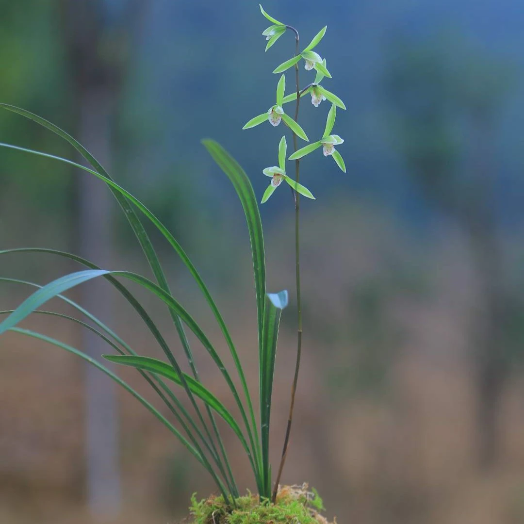 细叶寒兰 兰花苗冬天带花清香好养易花盆栽绿植客厅内花卉养护