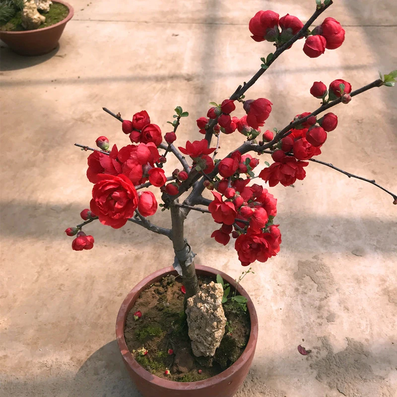 长寿冠海棠-爆花机器稀少高档盆景耐寒四季开花胭脂扣月季