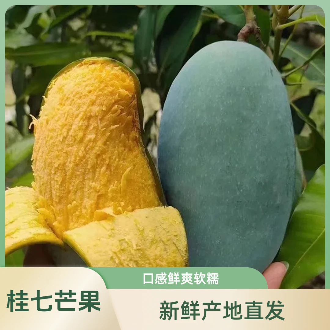 【桂七】广西百色田东大桂七芒果新鲜现摘现发当季水果百色芒果
