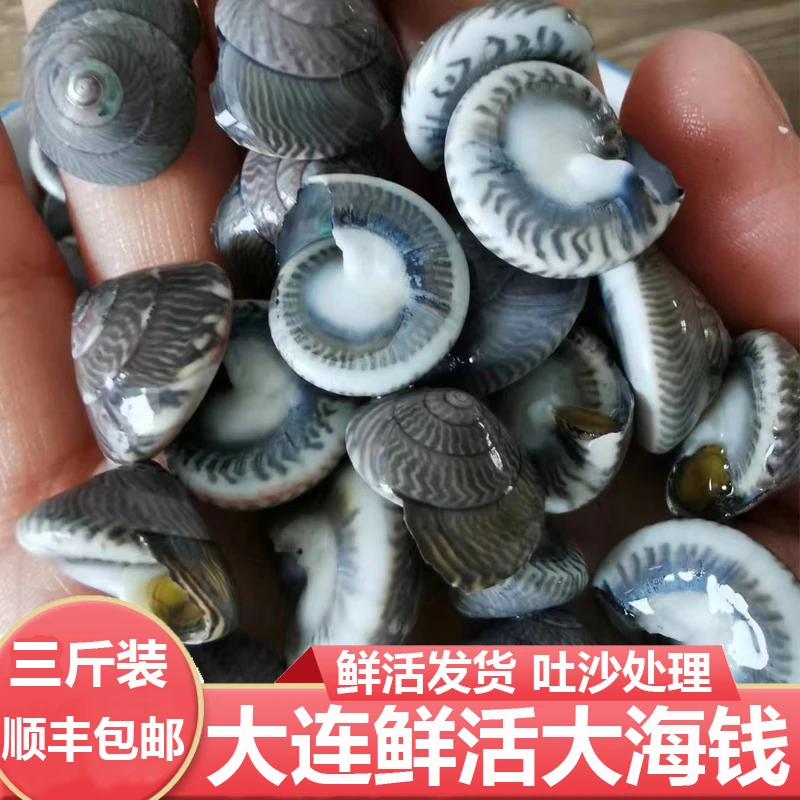 多多海鲜行 大连海鲜大鲜活海钱玻璃牛金钱螺3斤顺丰空运省内包邮