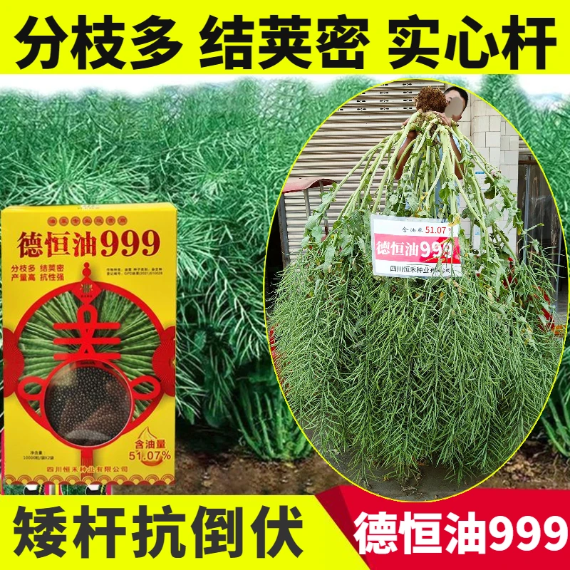 德恒油999油菜种子矮杆实心杆抗倒伏黑油菜籽宜机收榨油油菜种籽