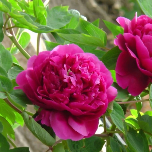 洛阳牡丹乌龙捧盛紫黑系列洛阳直发